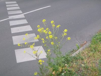 Sisymbrium volgense, photographed by Alexis Tinker-Tsavalas