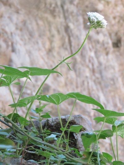 Valeriana asarifolia, photographed by Ronald Flipphi