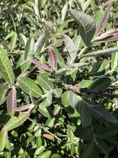 Salix breweri, photographed by paulexcoff