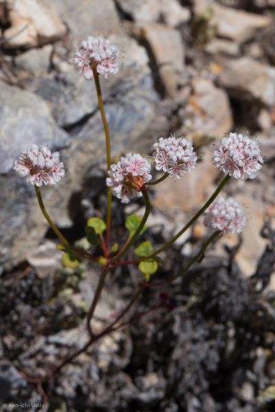 Eriogonum nortonii, photographed by Ken-ichi Ueda