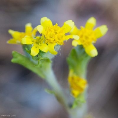 Eriophyllum multicaule, photographed by Ken-ichi Ueda