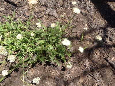 Valeriana californica, photographed by Rosie Yacoub