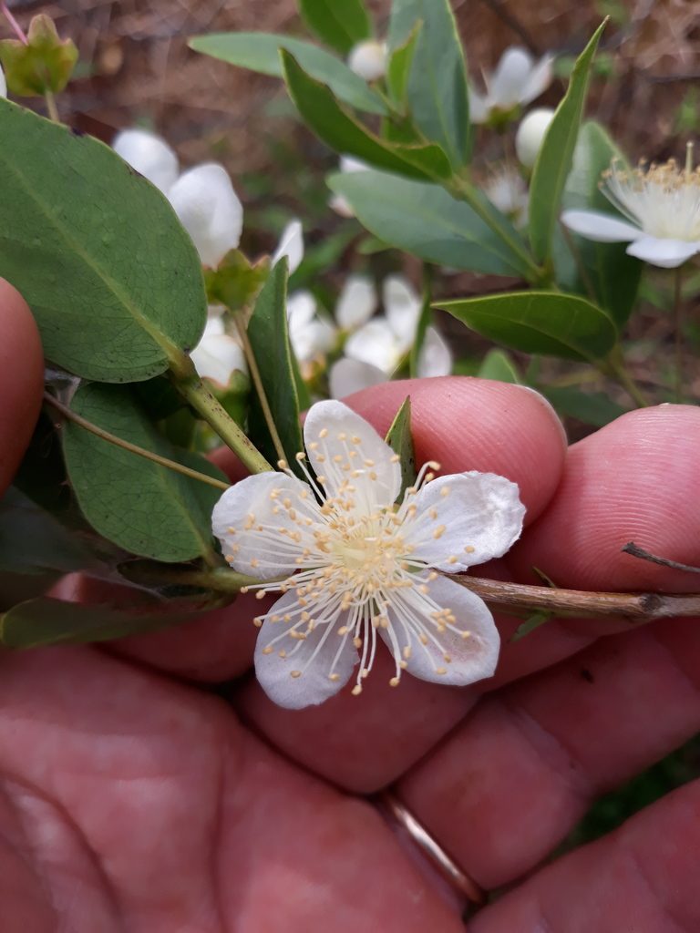 Campomanesia aurea, photographed by Edson Luis Fabro Gasperin