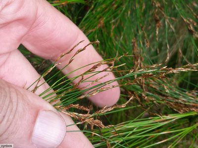 Restio subverticillatus, photographed by Chris Vynbos