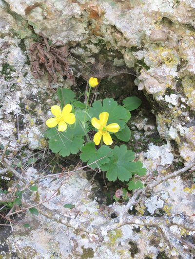 Ranunculus creticus, photographed by Ronald Flipphi