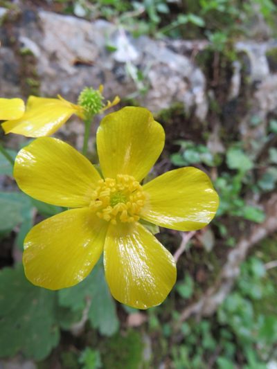 Ranunculus creticus, photographed by Ronald Flipphi