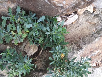 Dimorphotheca chrysanthemifolia, photographed by Chris Vynbos