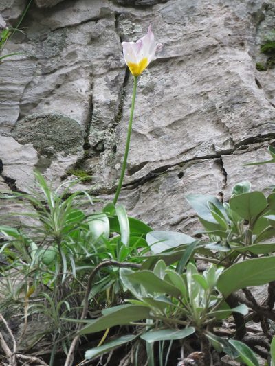 Tulipa saxatilis, photographed by Ronald Flipphi