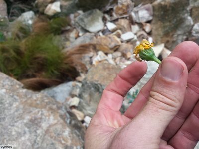 Dimorphotheca chrysanthemifolia, photographed by Chris Vynbos