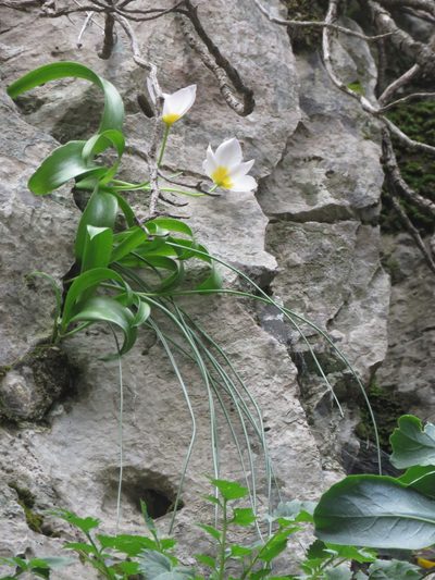 Tulipa saxatilis, photographed by Ronald Flipphi