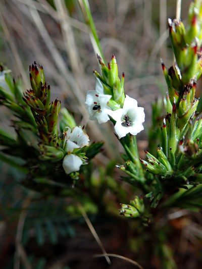 Dracophyllum scoparium, photographed by Peter de Lange