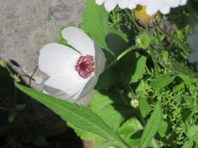 Ranunculus asiaticus, photographed by Ronald Flipphi