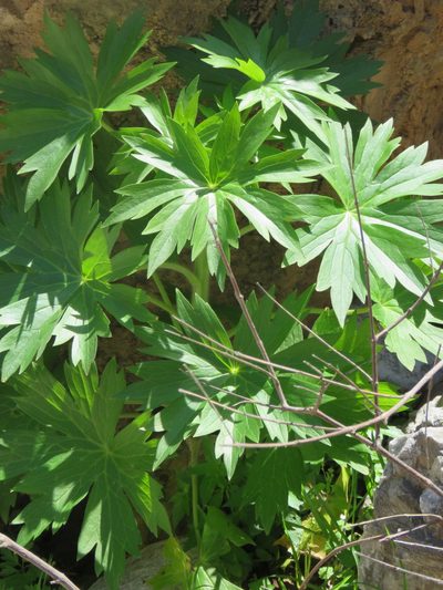 Delphinium staphisagria, photographed by Ronald Flipphi