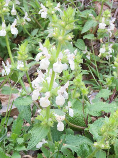 Stachys spinulosa, photographed by Ronald Flipphi
