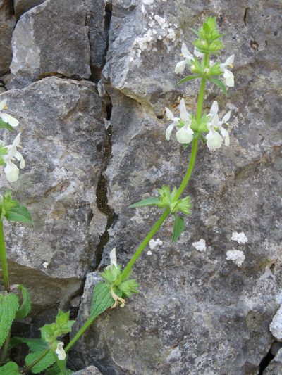 Stachys spinulosa, photographed by Ronald Flipphi