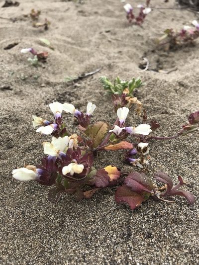 Collinsia corymbosa, photographed by Scott Yarger