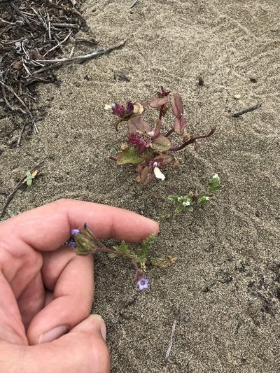 Gilia millefoliata, photographed by Scott Yarger