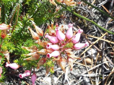 Erica ventricosa, photographed by Chris Vynbos