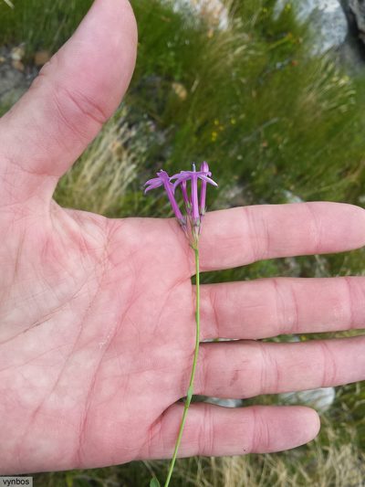 Lobelia stenosiphon, photographed by Chris Vynbos