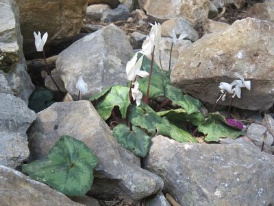 Cyclamen creticum, photographed by Ronald Flipphi