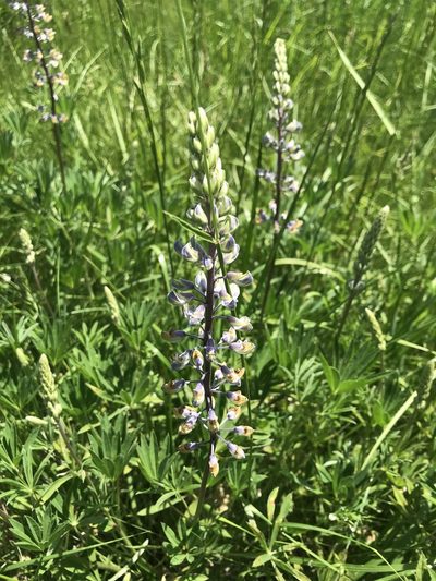 Lupinus oreganus, photographed by Michael O'Loughlin