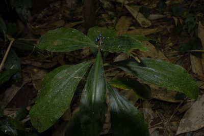 Pollia condensata, photographed by timharris