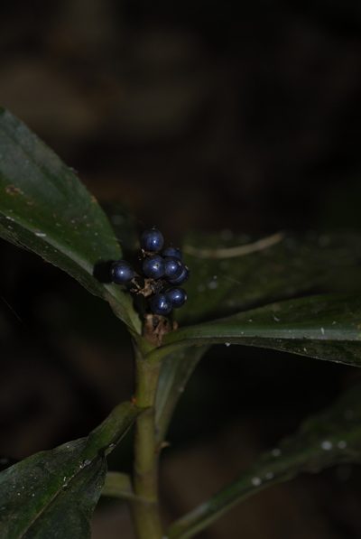 Pollia condensata, photographed by timharris