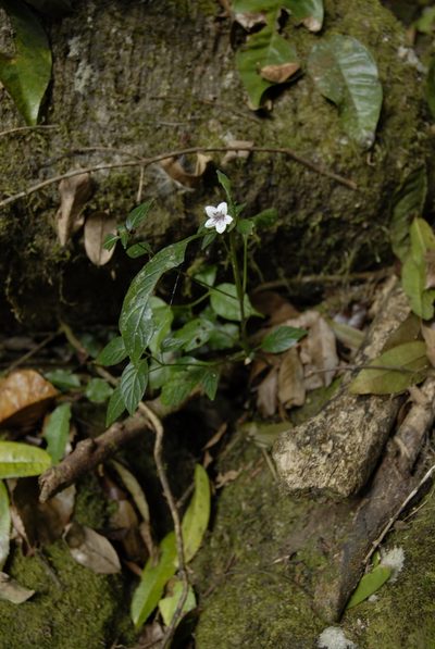 Asystasia malawiana, photographed by timharris