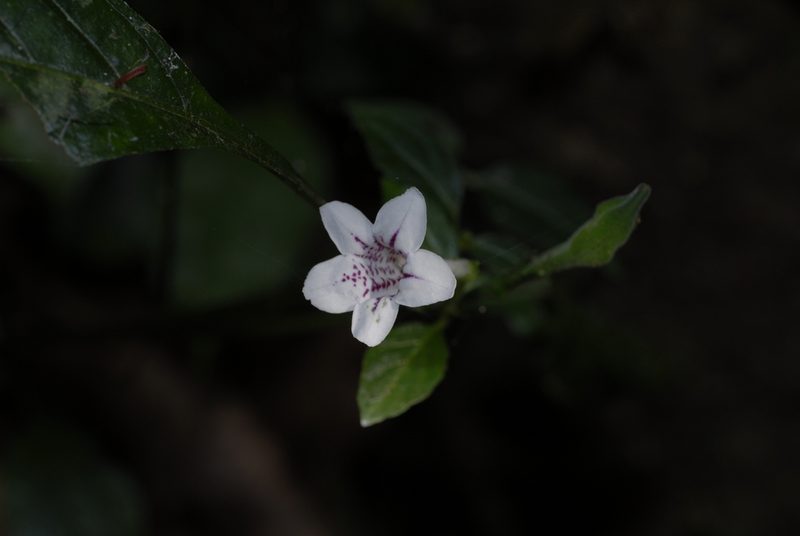 Asystasia malawiana, photographed by timharris