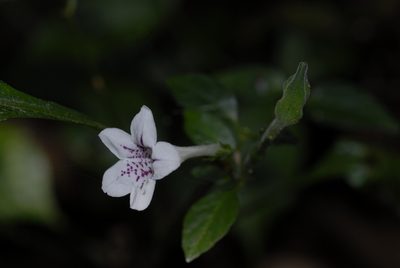 Asystasia malawiana, photographed by timharris