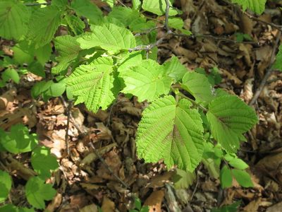 Corylus heterophylla, photographed by Repina Tatyana