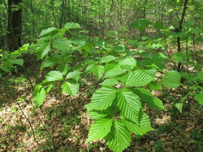 Alniaria alnifolia, photographed by Repina Tatyana