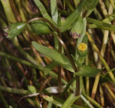 Lasthenia glaberrima, photographed by Scott Loarie