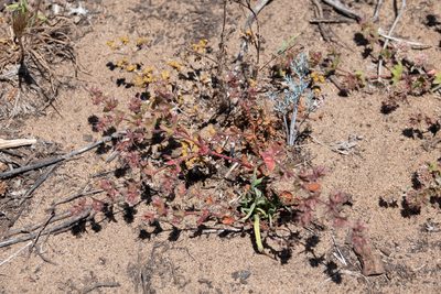 Mucronea californica, photographed by Kyle Nessen
