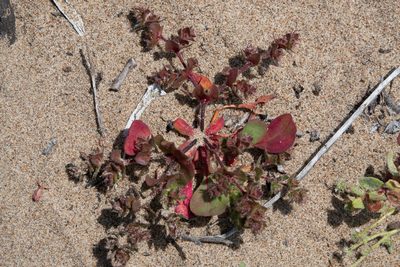Mucronea californica, photographed by Kyle Nessen