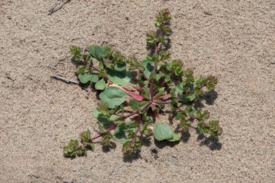 Mucronea californica, photographed by Kyle Nessen