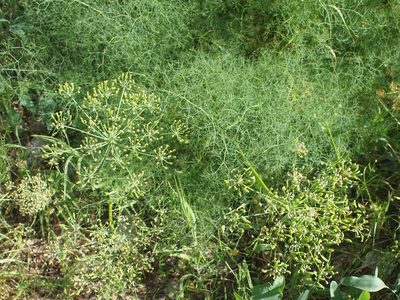Lomatium klickitatense, photographed by Tom Wainwright