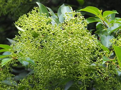 Syzygium formosanum, photographed by 葉子