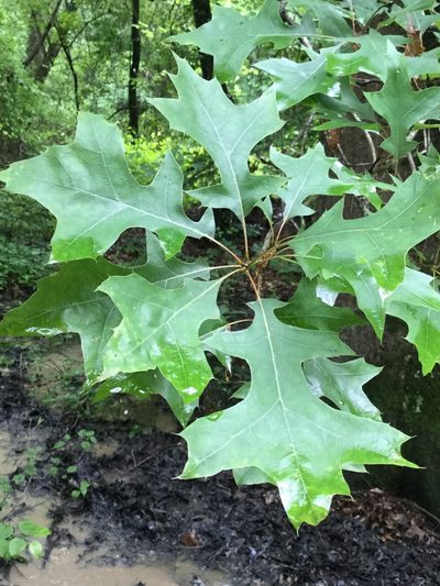 Quercus texana, photographed by Joseph McPhail