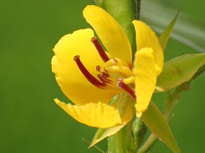 Chamaecrista leschenaultiana, photographed by 葉子