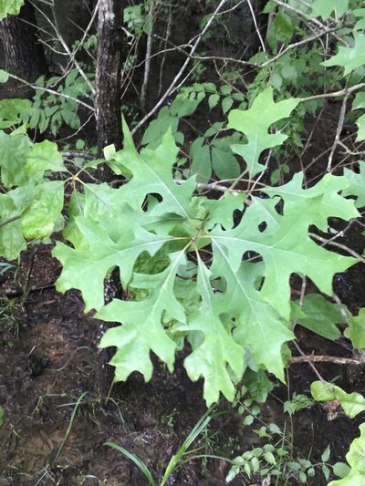 Quercus texana, photographed by Joseph McPhail