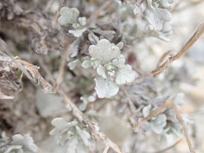 Artemisia nuttallii, photographed by John Brew