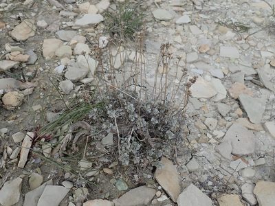 Artemisia nuttallii, photographed by John Brew