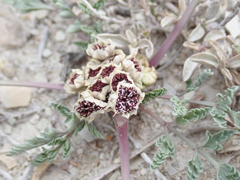 Vesper bulbosus, photographed by John Brew