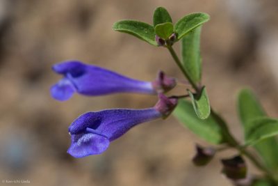 Scutellaria antirrhinoides, photographed by Ken-ichi Ueda
