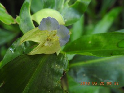 Commelina paludosa, photographed by fagushayata