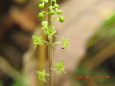 Crepidium matsudae, photographed by fagushayata