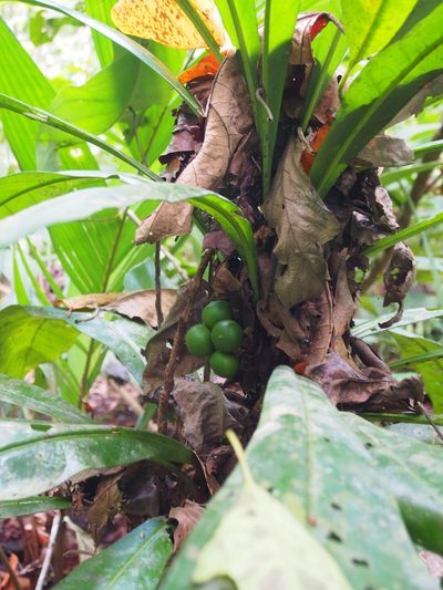 Clavija costaricana, photographed by Lena Struwe