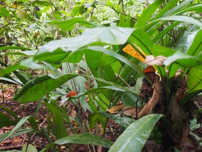 Clavija costaricana, photographed by Lena Struwe