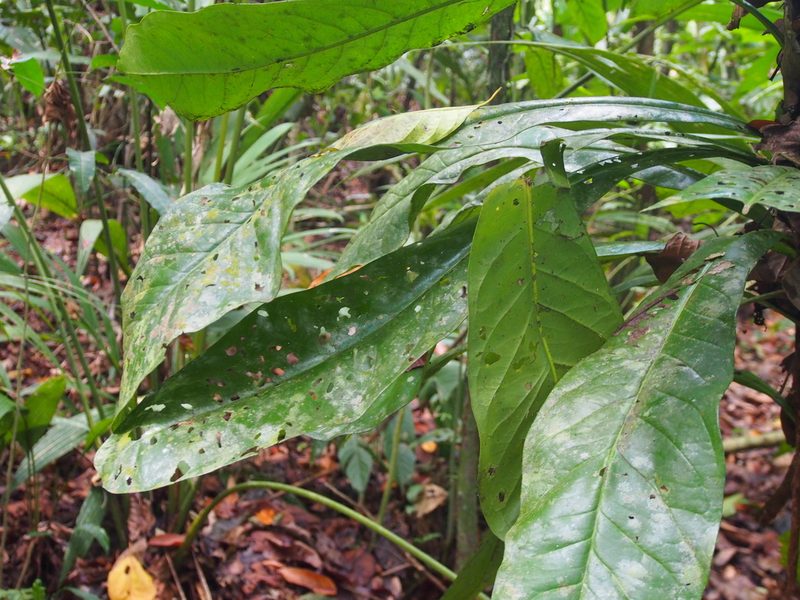 Clavija costaricana, photographed by Lena Struwe
